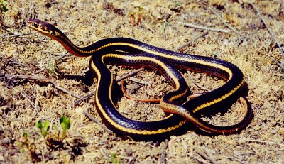 Alamaeda whipsnake