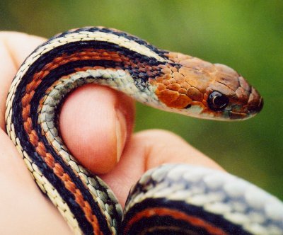 A San Francisco garter snake in hand