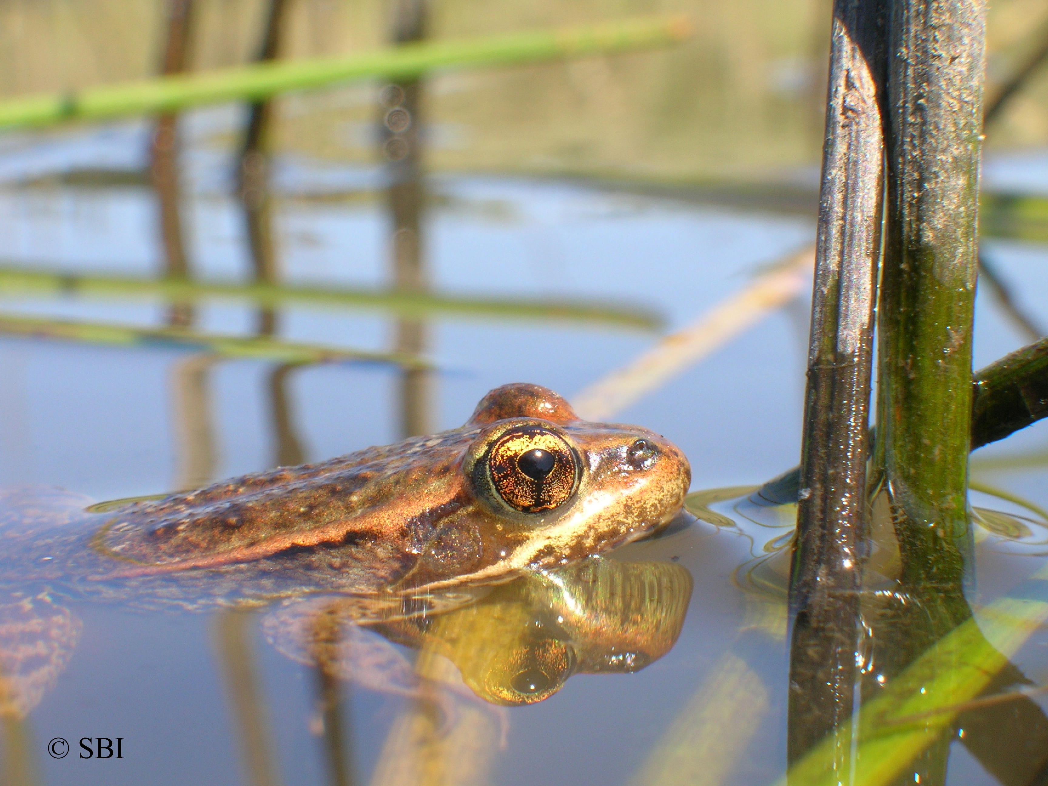 CA Red-legged Frog in water