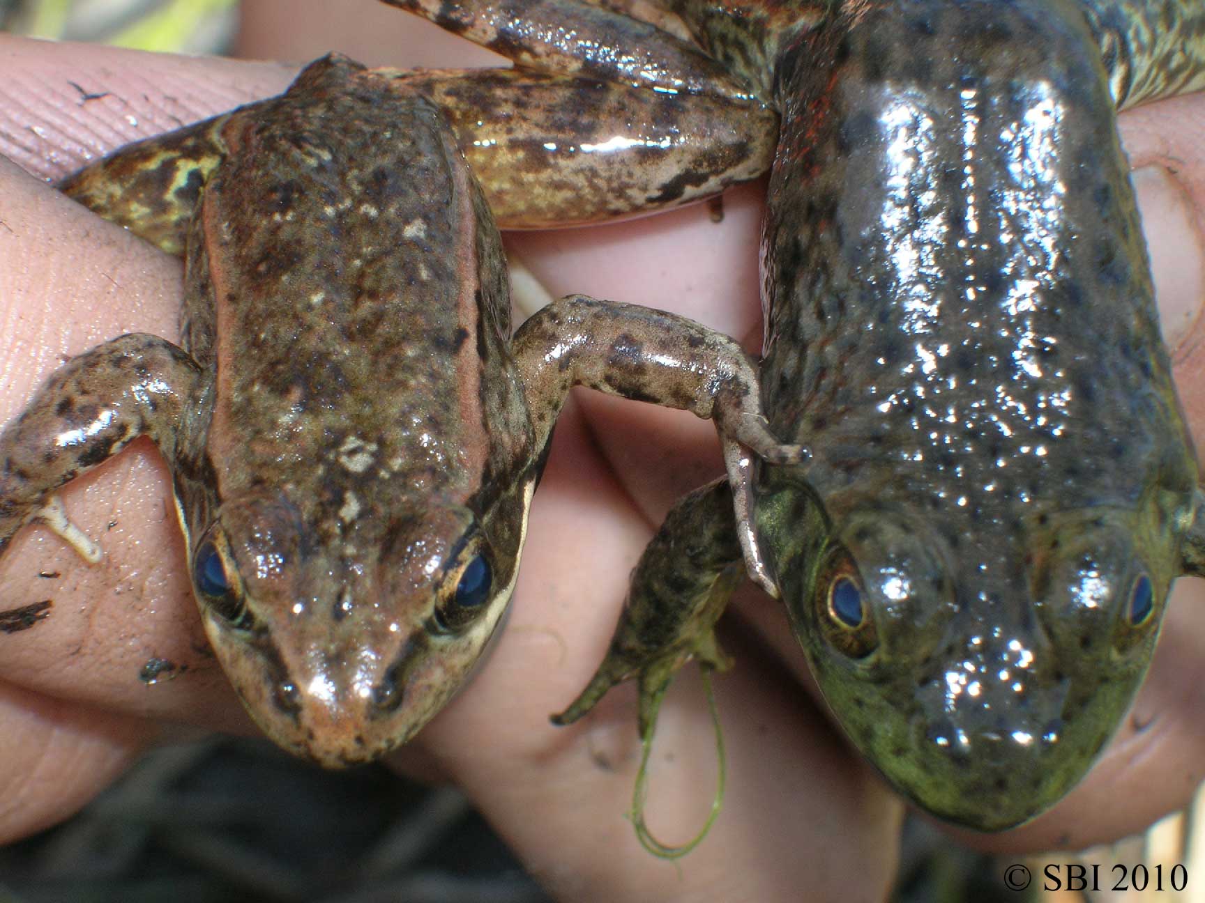 Amphibian Swaim Biological Inc