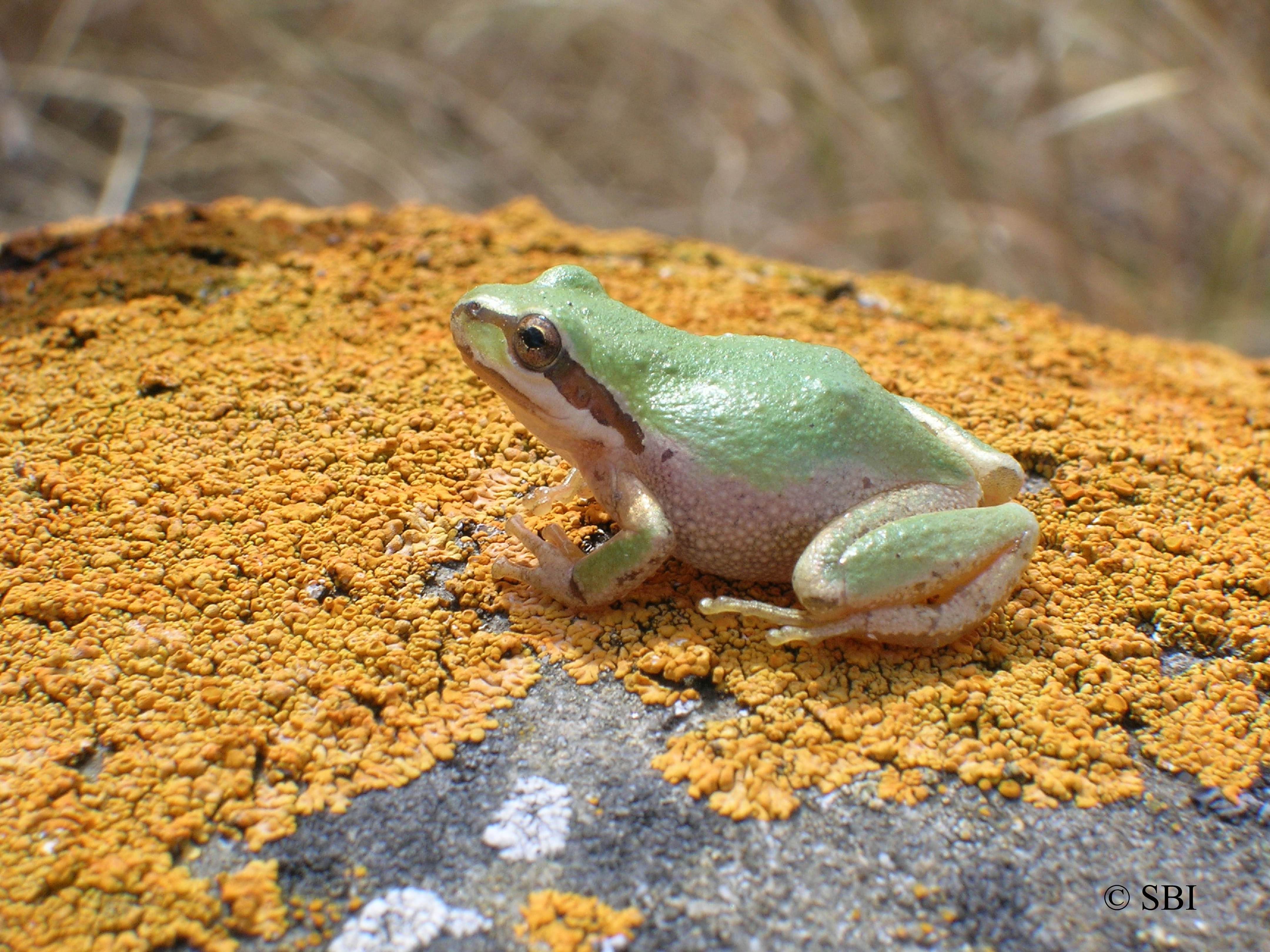 Green Chorus Frog