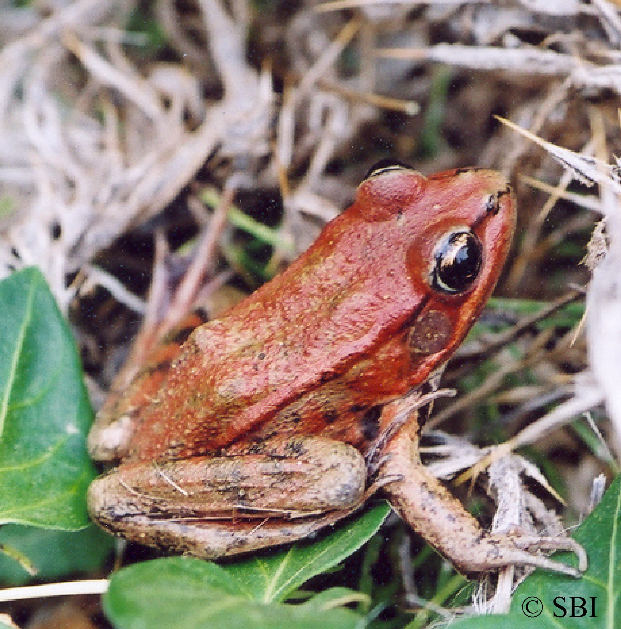 Amphibian | Swaim Biological Inc