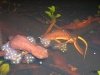CA Newts with Eggs