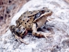 CA Red-legged Frog on rock