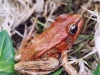CA Red-legged Frog - Red morph
