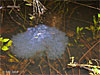 CA Red-legged Frog Eggs