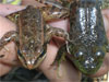 CA Red-legged Frog vs Bullfrog