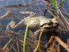 Chorus Frog in Water