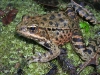 CA Red-legged Frog