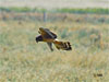 Northern Harrier