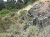 Coastal Scrub - Oakland CA