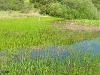 Sag Pond - Crystal Springs Watershed