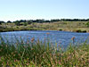 Visitor Center Pond - Año Nuevo