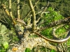 Alameda Whipsnake in scrub