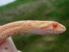 Albino Gopher Snake