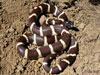 Common King Snake