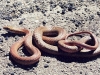 San Joaquin Coachwhip