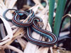 San Francisco Garter Snake