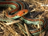 San Francisco Garter Snake