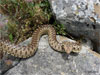 Gopher Snake