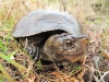 Western Pond Turtle