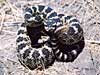 Western Rattlesnake