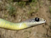 Yellow Bellied Racer